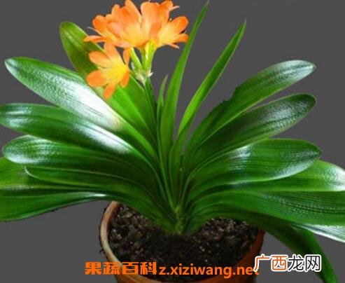 君子兰不开花怎么办 君子兰不开花的解决方法