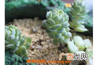 熊掌花怎么养 熊掌花多肉如何插接