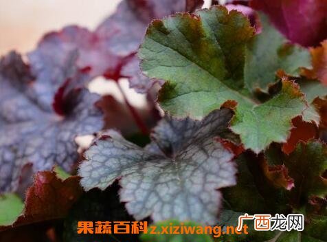 矾根怎么养殖 矾根的养殖方法技巧