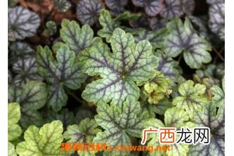 矾根怎么养殖 矾根的养殖方法技巧