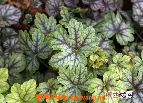 矾根怎么养殖 矾根的养殖方法技巧