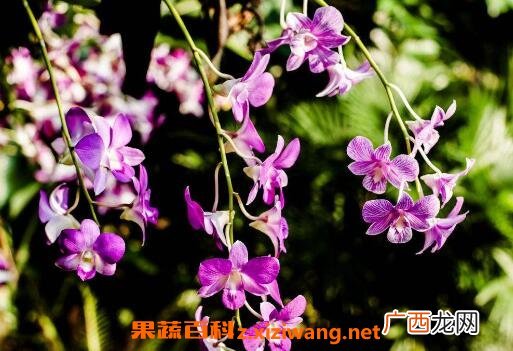 石斛兰如何养殖 石斛兰的养殖方法