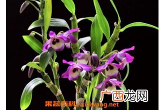石斛兰如何养殖 石斛兰的养殖方法