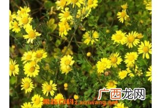 野菊花的功效与作用及服用禁忌