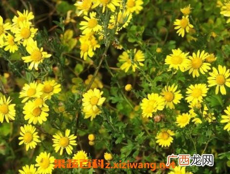 野菊花的功效与作用及服用禁忌