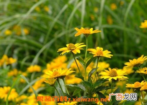 野菊花的功效与作用及服用禁忌