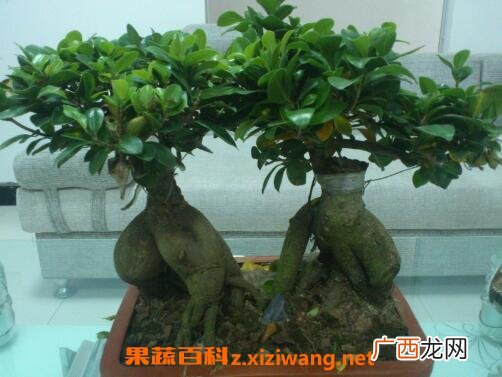 人参榕的养殖方法和注意事项