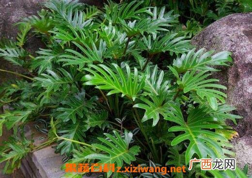 春羽的养殖方法和养殖注意事项
