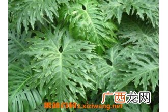 春羽的养殖方法和养殖注意事项