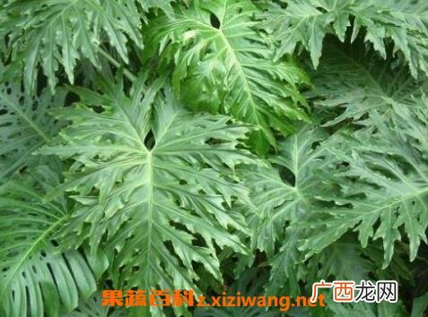 春羽的养殖方法和养殖注意事项