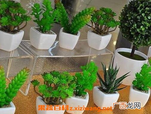 怎么用啤酒浇花 啤酒浇花的正确方法