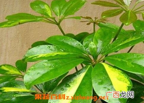 鸭掌木扦插步骤图解 鸭掌木的繁殖方式