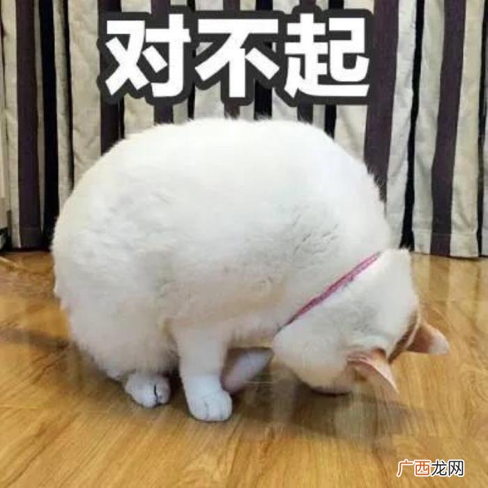 吵架挽回感情的话道歉话，想挽回爱情该如何有效道歉