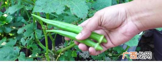 三月份种植什么农作物,每个月份适合种植什么农作物或者花草