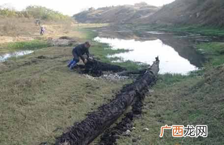 有什么价值 什么是乌木