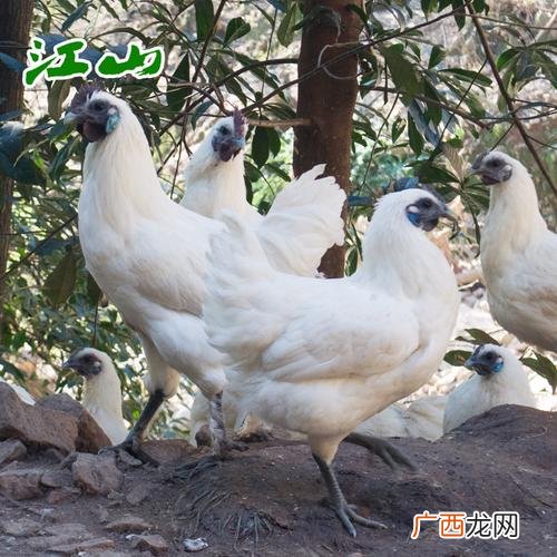黑凤乌鸡 白羽乌鸡养殖