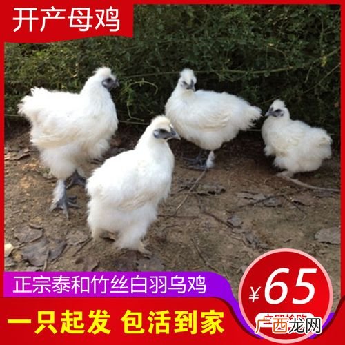 黑凤乌鸡 白羽乌鸡养殖视频