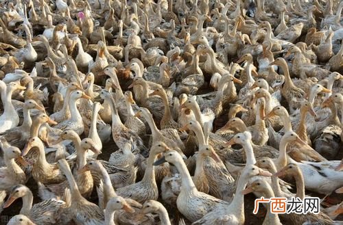 北京鸭是什么鸭种 北京鸭的养殖技术