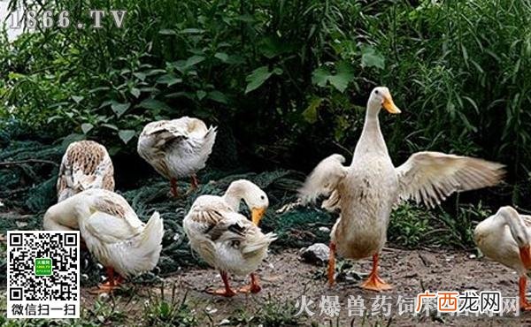 北京鸭是什么鸭种 北京鸭的养殖技术