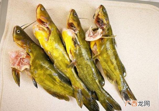腌鲜鳜鱼高清图片 冰鲜养殖鳜鱼