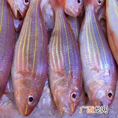 狗鱼生活在什么水域 冰鲜养殖?Z鱼