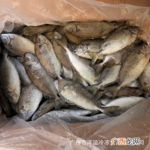 狗鱼生活在什么水域 冰鲜养殖?Z鱼