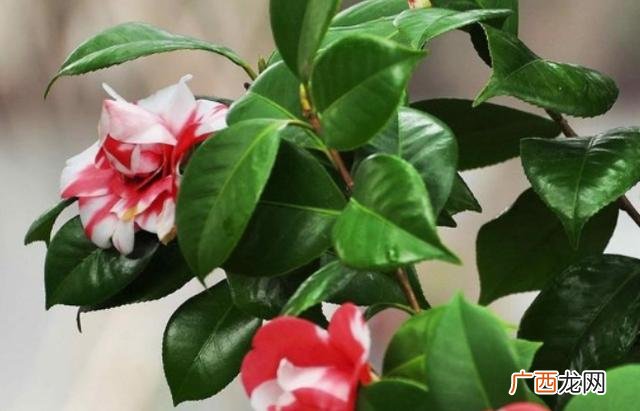 香茶花的养殖方法和注意事项 茶叶花的养殖