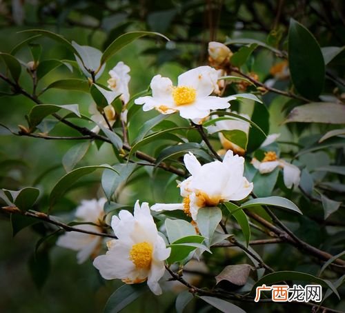 香茶花的养殖方法和注意事项 茶叶花的养殖