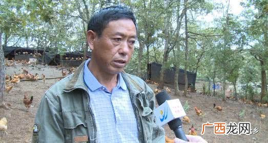 1000只土鸡养殖成本 柴鸡养殖厂