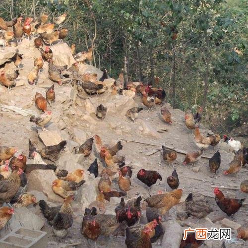 1000只土鸡养殖成本 柴鸡养殖厂