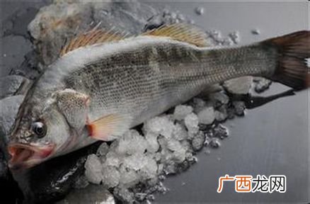 鲈鱼怎么养活到第二天 池塘鲈鱼养殖技术