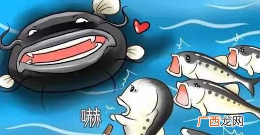 刺猬效应是指什么意思 刺猬效应是什么意思
