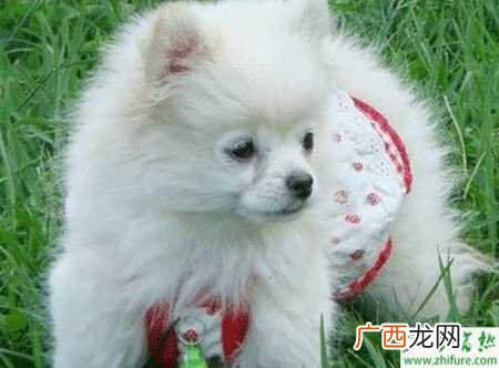 养宠物狗繁殖赚钱吗 宠物犬的养殖发展