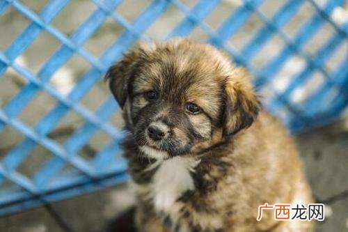 养宠物狗繁殖赚钱吗 宠物犬的养殖发展