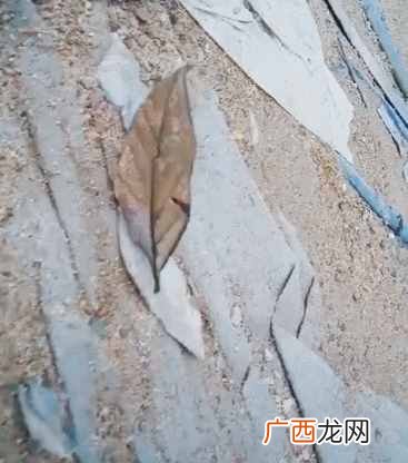 梦到枯叶蝶是什么含义 枯叶蝶是什么意思