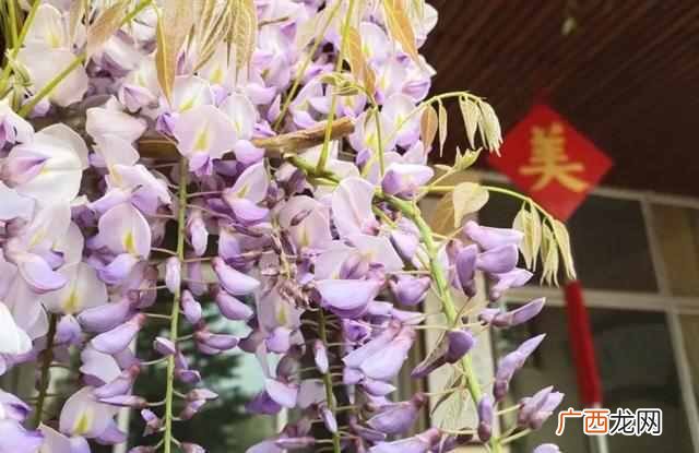 姹紫嫣红是形容是什么 姹紫嫣红什么意思