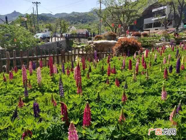 姹紫嫣红是形容是什么 姹紫嫣红什么意思