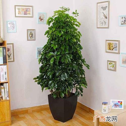 龙须树的养殖方法和注意事项 发财树花怎么养殖方法