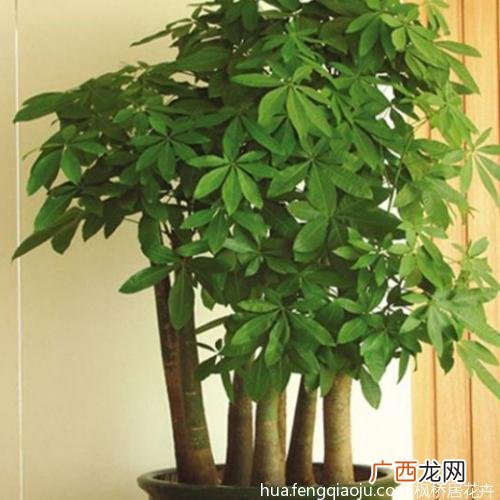 龙须树的养殖方法和注意事项 发财树花怎么养殖方法