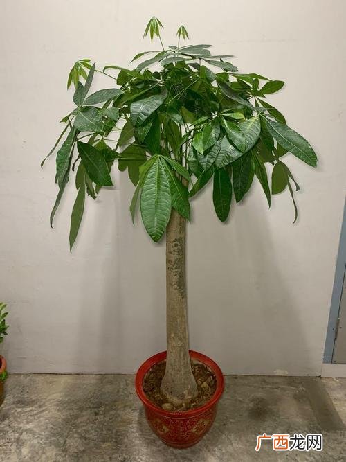虎皮兰的养殖方法和注意事项 发财树花怎么养殖方法和注意事项