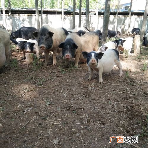 巴马香猪一般要养多久 福建巴马香猪养殖基地