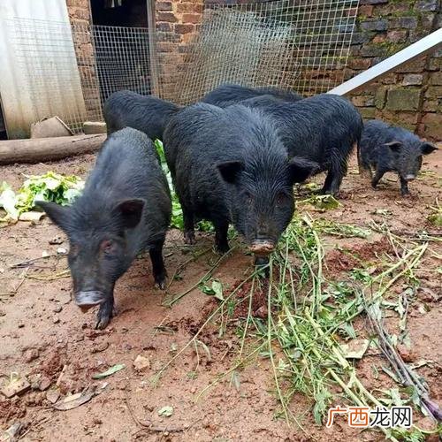 巴马香猪一般要养多久 福建巴马香猪养殖基地