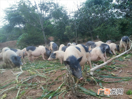 巴马香猪一般要养多久 福建巴马香猪养殖基地