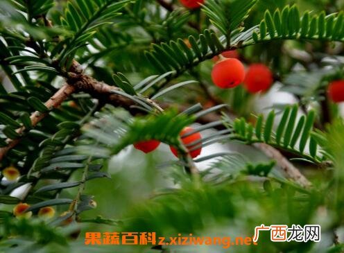 红豆杉移栽后注意事项 移栽红豆杉要注意哪些