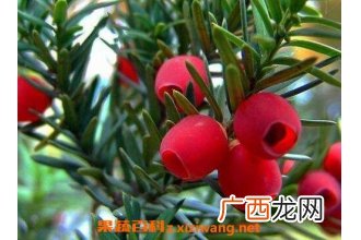 红豆杉移栽后注意事项 移栽红豆杉要注意哪些