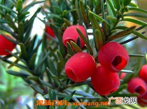 红豆杉移栽后注意事项 移栽红豆杉要注意哪些