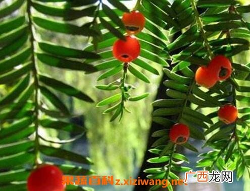 红豆杉如何养殖 红豆杉的养殖方法技巧