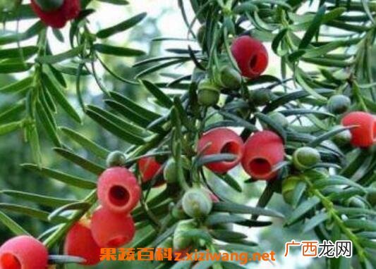 红豆杉如何养殖 红豆杉的养殖方法技巧