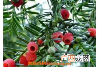 红豆杉如何养殖 红豆杉的养殖方法技巧
