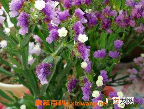 勿忘我的功效与禁忌